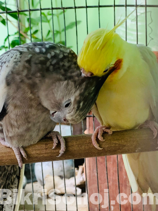 ২ জোড়া ককাটেল। ৩টি টেম